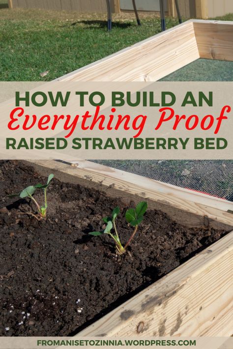 Raised Strawberry Beds Diy, Strawberry Beds Ideas Diy, Strawberry Patch Garden, Raised Strawberry Beds, Strawberry Bed, Strawberry Beds, Pine Garden, Berry Garden, Raised Planter Boxes