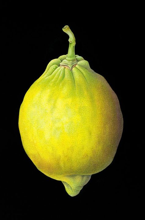 . Watercolor Fruit, Illustration Botanique, Fruit Painting, Botanical Beauty, Lighten Skin, Botanical Drawings, Realistic Art, Fruit And Veg, Nature Illustration