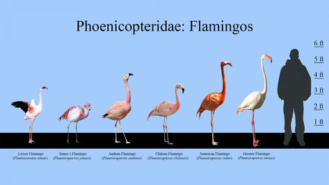 INFOGRAPHIC: Flamingos Size Chart - ZooChat Flamingo Infographic, Sarus Crane, Terry Thomas, Greater Flamingo, Community Signs, Animal Facts, Scroll Saw Patterns, Scientific Illustration, African Animals