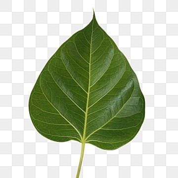 banyan,banyan leaf,bodhi,linden,leaf,green,tropical plant,buddhism,religion Banyan Leaf, Linden Leaf, Leaf Green, Tropical Plants, Clipart Images, Free Png, Buddhism, Graphic Resources, Plant Leaves