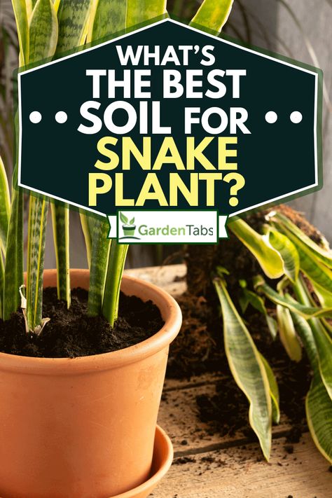 What's The Best Soil For Snake Plants? - Garden Tabs Best Soil For Snake Plant, Snake Plant Soil Recipe, Best Potting Soil For Snake Plant, Soil For Snake Plant, Snake Plant Arrangement, Snake Plant Soil, Mother In Law Plant, Inside House Plants, Snake Plant Decor