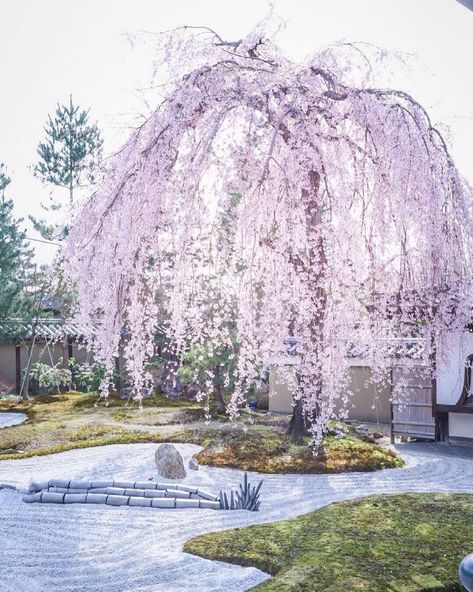 Visit Japan: The weeping cherry tree, known as shidare-zakura, is one of the many stunning na... https://www.alojapan.com/391634/visit-japan-the-weeping-cherry-tree-known-as-shidare-zakura-is-one-of-the-many-stunning-na/ #Visitjapan, #Visitjapanus, #Kyoto, #VisitJapan Japanese Flowering Cherry Tree, Weeping Sakura Tree, Snow Fountain Weeping Cherry, Kodaiji Temple, Sakura Trees Japan, Blue Witch, Weeping Cherry Tree, Weeping Cherry, Japan Pink Trees