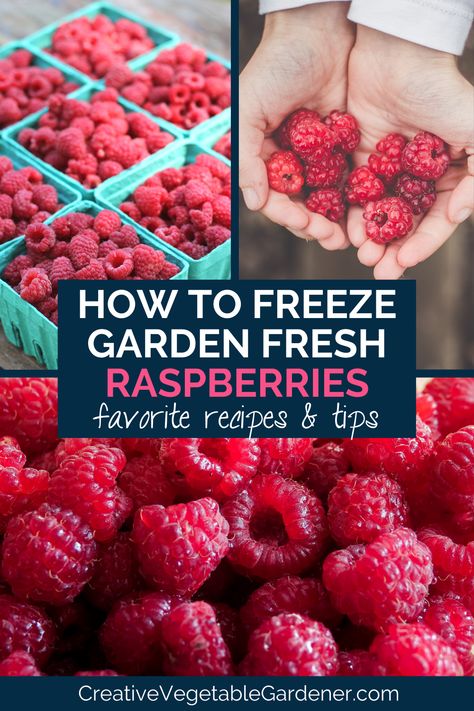 text: how to freeze garden fresh raspberries, favorite recipes and tips. photos: hand holding raspberries, raspberries in containers on table, pile of raspberries Real Food Meal Plan, Healthy Fruit Pizza, Avocado Mousse, Prevent Food Waste, Frozen Raspberries, Freeze Dried Raspberries, Raspberry Recipes, Dried Raspberries, Fresh Raspberries