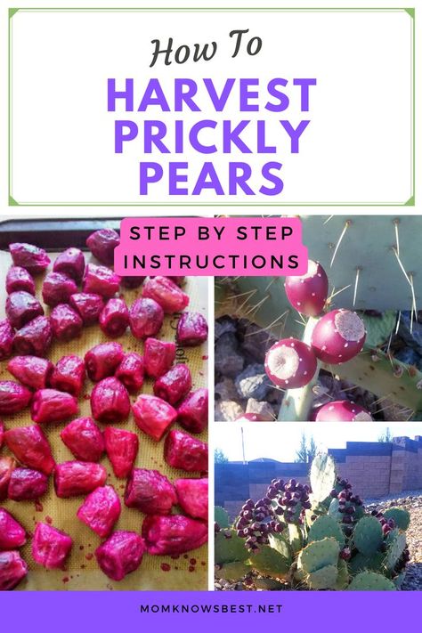 Barrel Cactus Fruit Recipes, What To Do With Prickly Pears, Prickly Pear Harvesting, Prickly Pear Juice Recipe, Prickly Pear Jelly Easy, Prickly Pear Fruit Recipes, Prickly Pear Jam Recipe, Prickly Pear Cactus Jelly, Prickly Pear Jam