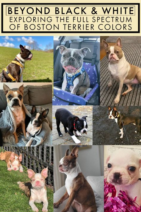 Beyond Black and White: Exploring the Full Spectrum of Boston Terrier Colors Frenchton Puppies, Dog Bookmarks, Brindle Boston Terrier, Boston Terrier Puppy, American Kennel Club, Boston Terriers, White Face, White Coat, Coat Patterns