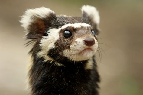 Marbled Polecat, Magdeburg Germany, Green Science, A Ferret, Cool Green, Animal Study, Interesting Animals, Unusual Animals, Rare Animals