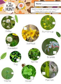 The Plant Scavenger Hunt - Educate Outside Primary Science Activities, Habitat Activities, Elementary Stem, Planting For Kids, Middle School Science Teacher, Stem Elementary, Ideas For Teachers, Flower Identification, Identify Plant