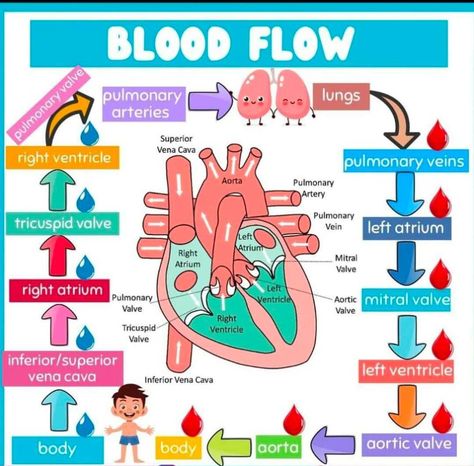 Cardiovascular System Notes, Med School Study, Medical Study, Brain Storming, Nursing 101, Prayers For My Husband, Medical Words, Nursing School Essential, Aesthetic Doctor