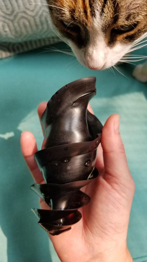 Found this empty bull shark egg case on the beach in San Diego. - ThorGift.com - If you like it please buy some from ThorGift.com Shark Egg Case, Nature Phenomenon, Port Jackson Shark, Shark Egg, Shark Oc, Shapes In Nature, Goblin Shark, Mildly Interesting, Growing Crystals