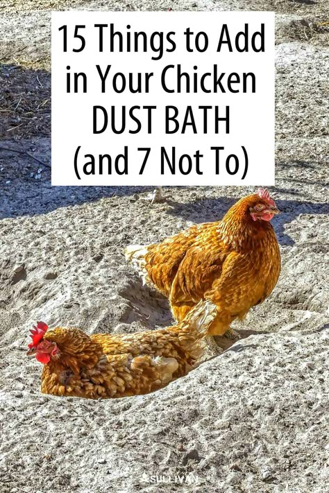 Chicken Area Backyard, Dust Bath Recipe, Chicken Dirt Bath, Chicken Coop Decorating Ideas, Chicken Dust Bath, Dust Bath For Chickens, Chicken Coups, Chicken Coop Garden, Chicken Care