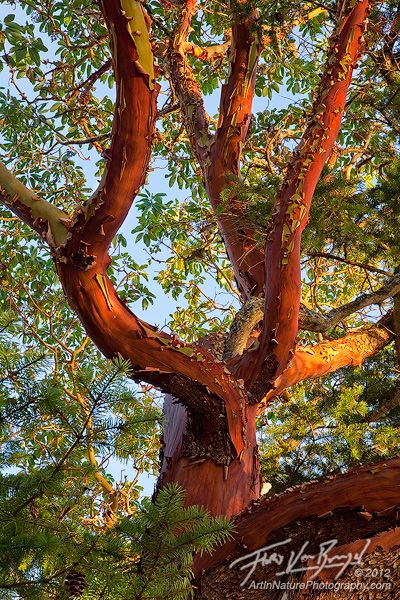 PACIFIC MADRONE TREE IMAGES | madrone prints available a pacific madrone tree at sunset on shaw ... Madrona Tree, Madrone Tree, Cabin Tree, Hornby Island, Arbutus Tree, Art In Nature, Weird Trees, Manzanita Tree, San Juan Islands