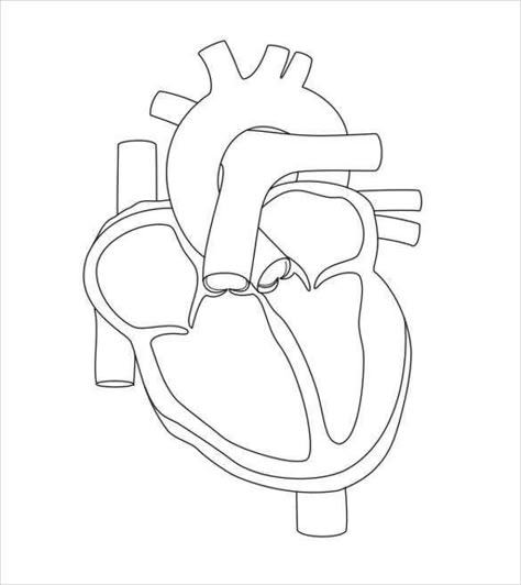 Labels Drawing, Simple Heart Diagram, Anatomy Template, Heart Anatomy Drawing, Heart Worksheet, Concept Map Nursing, Anatomy Worksheets, Human Heart Diagram, Medical Notebook