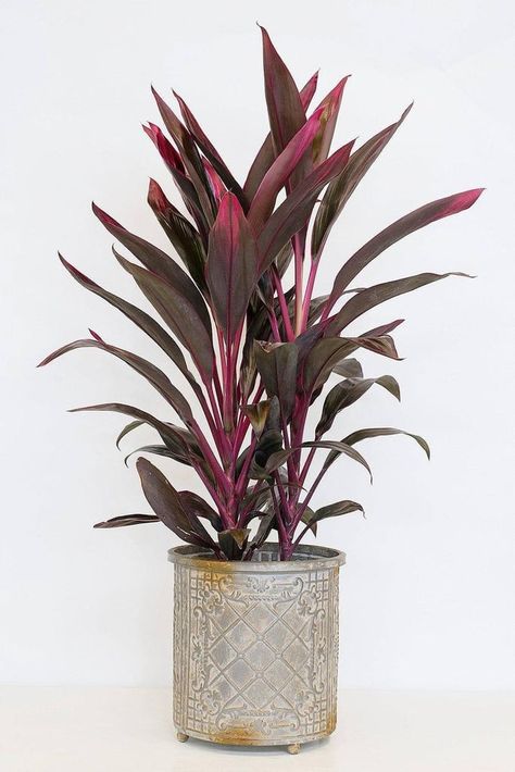 Dracaena Ti Plant Long Leaf Plants, Plant Leaves Turning Brown, Ti Plant, Plant Structure, Live Indoor Plants, Invasive Plants, Pot Plants, Grow Plants, Garden Planner