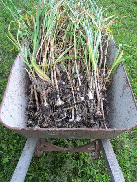 Growing Garlic as a Perennial Pasta Recipes Garlic, Garlic Pasta Recipes, Drying Garlic, Curing Garlic, Garlic Planting, Garlic Harvest, Garlic Garden, Garlic Pasta Recipe, Pasta Garlic