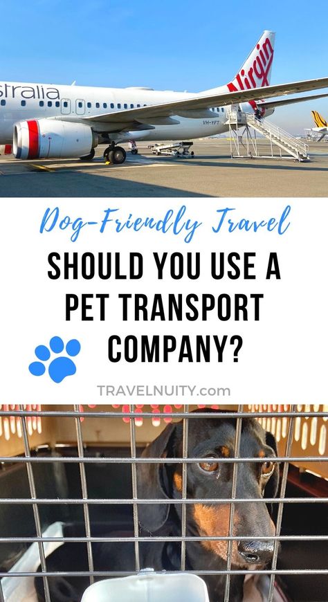 Planning on flying with your pet soon and not sure whether you should use a pet transport company? Find out about the pros and cons Dog Traveling, Dog Travel Crate, Dog Travel Accessories, Pet Transport, Family Vacation Planning, Dog Travel Bag, Flying Dog, Hiking Dogs, Transport Companies