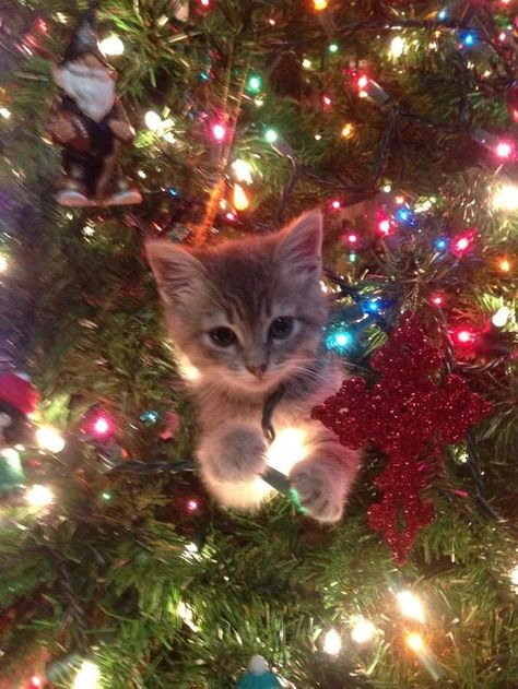 Community Post: 14 Signs Your Cat Is More Excited About Christmas Than You Are Nosara, Christmas Kitten, Söt Katt, God Jul, Cute Cats And Kittens, Kitty Cats, Christmas Animals, Beautiful Cats, 귀여운 동물