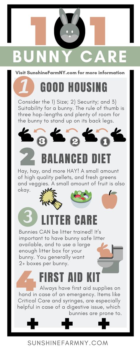 How to care for bunny rabbits 101. What you need to know about caring for bunnies. | Sunshine Farm #bunnyrabbit #bunnycare #rabbitcare Things To Know About Bunnies, Rabbit Care Tips, Rabbit Pet Care, Pet Bunny Care, Rabbit Needs, How To Take Care Of Bunnies, Bunny Tips And Tricks, How To Care For Rabbits, Rabbit Care For Beginners