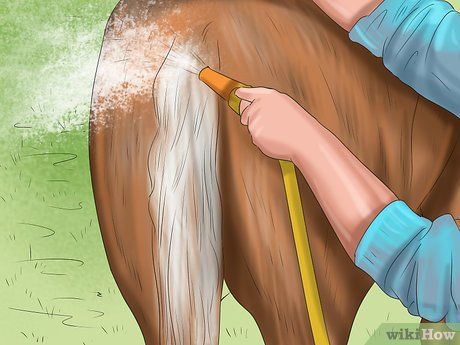 How To Clean Horse Brushes, Horse Bathing Station, Horse Recipes, Reining Training, Horse Bath, Micro Farming, Horse Ownership, Horse Adventure, Horse Brushes