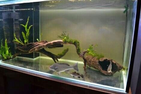 Virtual Aquarium, Indoors Garden, 55 Gallon Tank, Axolotl Tank, Natural Aquarium, Goldfish Aquarium, Fish Aquarium Decorations, Goldfish Tank, Aquascape Design