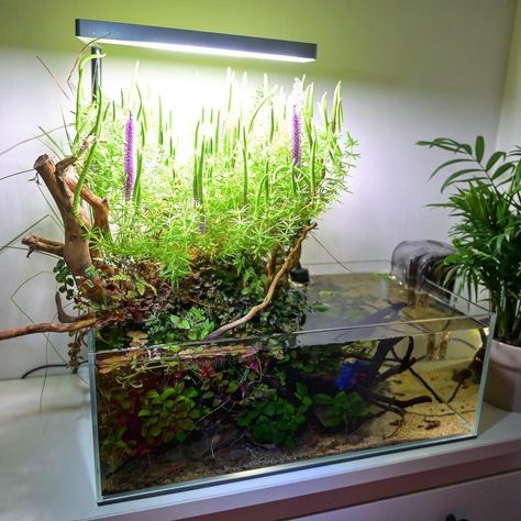 Shallow Aquascape, Small Water Gardens, Aquarium Garden, Fish Tank Terrarium, Small Fish Tanks, Aquascape Design, Aquatic Garden, Nano Aquarium, Shrimp Tank