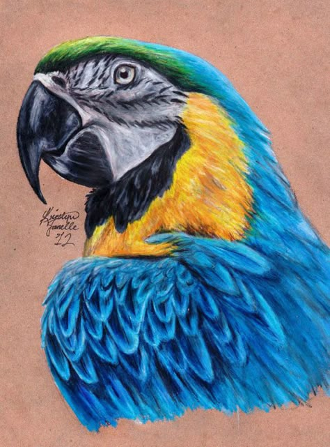 Redraw of Prismacolor pencils on recycled paper. About 3 hours with some breaks in between. Sold! Macaw Tattoo, Blue And Gold Macaw, Parrot Drawing, Parrot Art, Parrot Painting, Prismacolor Art, Parrots Art, Colored Pencil Artwork, Prismacolor Pencils