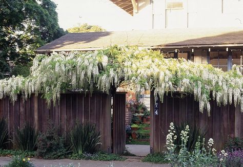 Wisteria Growing Wisteria, Perennial Flowering Vines, Hydrangea Vine, Cypress Vine, Low Maintenance Yard, Hydrangea Petiolaris, Honeysuckle Vine, Climbing Flowers, Growing Vines