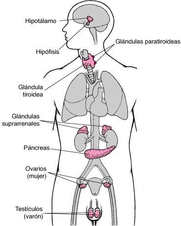 Glándulas endocrinas - Trastornos hormonales y metabólicos - Manual MSD versión para público general Endocrine System Hormones, Home Images, Medical Laboratory Science, Future Doctor, Study Pictures, Medical Studies, Laboratory Science, Medical Laboratory, Endocrine System