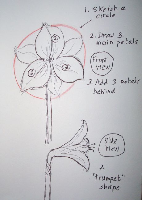 How To Draw Amaryllis Flower, Amaryllis Drawing Simple, Amaryllis Flower Drawing, Amaryllis Illustration, Amaryllis Drawing, Amaryllis Watercolor, Rowan Tattoo, Nail Designs Flowers, Mailbox Painting