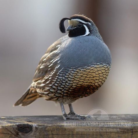 California Valley Quail California Quail, Gamebirds, Quails, State Symbols, State Birds, Bee Garden, Kinds Of Birds, Incredible Creatures, Game Birds