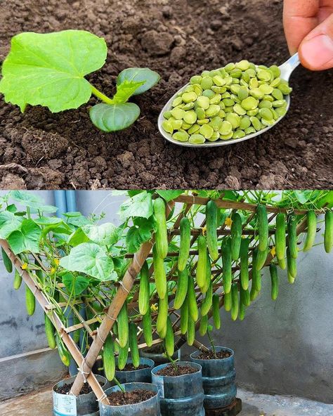 Cucumber Growing, Gemüseanbau In Kübeln, Cucumber Varieties, Creative Garden Decor, Growing Cucumbers, Diy Trellis, Bottle Garden, Hydroponic Gardening, Vegetable Garden Design