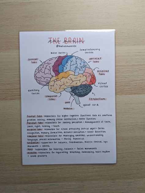 Instagram - @thatvetnurselife Email - thatvetnurselife@gmail.com As a final-year SVN, I understand how difficult it is to study for exams and work full-time in practice. I would like to share my resources to help you have a work-life balance and relieve some of the stresses involved.  A PHYSICAL LAMINATED A4/A5 copy of my 'the brain' illustrated poster. This poster is designed to familiarise yourself with important parts of the brain and what they are responsible for. Illustrated by myself, I have created this poster with the functions of each part of the brain. I have tried my best to make it as concise and basic to make it easy to follow. This is a great poster to study and learn the parts of the brain and particularly the functions of the lobes. Stick it on your fridge, in work or keep Brain Anatomy And Physiology, Parts Of The Brain And Its Function, Brain Anatomy And Function Notes, Parts Of The Brain And Function, Science Related Posters, Revision Poster Ideas Aesthetic, Biology Brain Notes, Brain Labeled Diagram, Human Brain Aesthetic