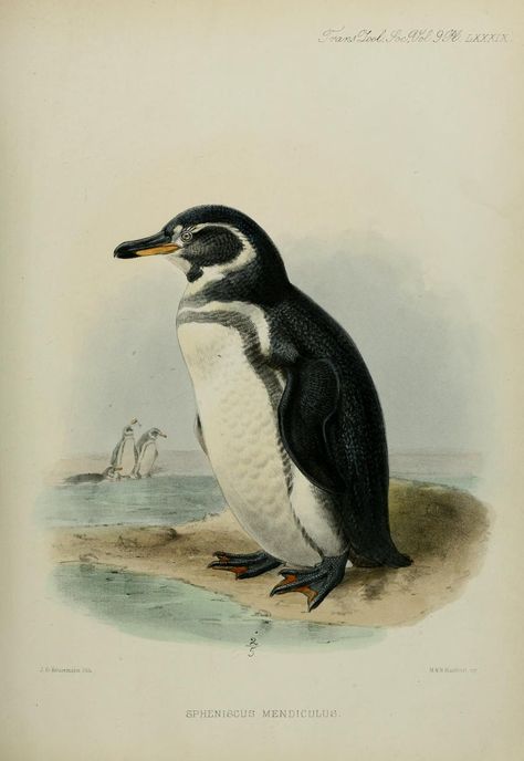 Galapagos Penguin, Penguin Illustration, Penguin Art, London Free, Arctic Animals, Scientific Illustration, Botanical Drawings, Zoology, Bird Illustration