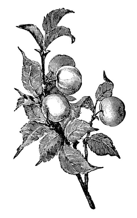 apple clip art, apple illustration, black and white graphics, old book pages… Antique Engraving Illustration, Encyclopedia Illustration, Apple Clip Art, Apple Tattoo, Apple Illustration, Fall Fruit, Woodcut Illustration, Victorian Illustration, Theme Tattoo