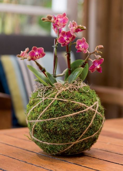 Orchid Kokedama, Tabletop Terrarium, Art Floral Japonais, Japanese Moss Balls, Plantas Interior, Mini Orquideas, String Garden, Moss Ball, Moss Covered