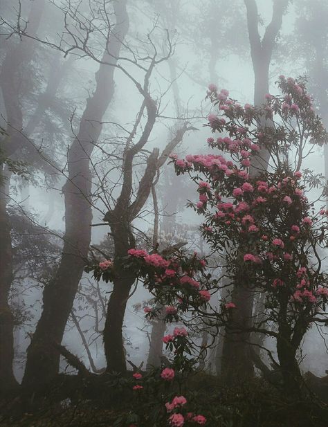 Foggy Forest, Photographie Inspo, 다크 판타지, Foggy Morning, Pink Trees, Nature Aesthetic, Beautiful Tree, Pretty Places, Rainy Days