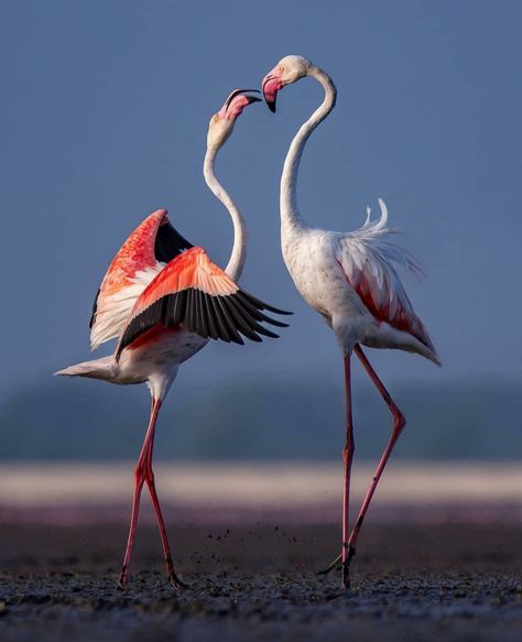 Greater Flamingo, Flamingo Pictures, Animal Reference, Kids Painting, Wild Kingdom, Flamingo Art, Abstract Floral Art, Shorebirds, Boutique Interior