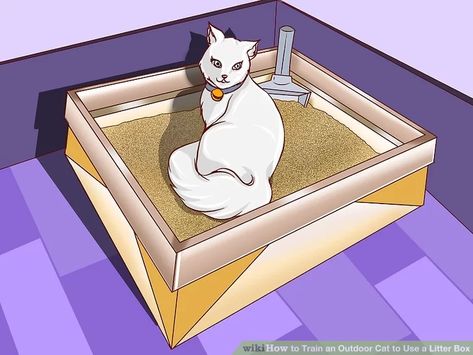 How to Train an Outdoor Cat to Use a Litter Box (with Pictures) Cat Liter, Feral Kittens, Liter Box, Best Cat Litter, Outdoor Cat, Outdoor Cats, Old Cats, Boxing Training, Feral Cats