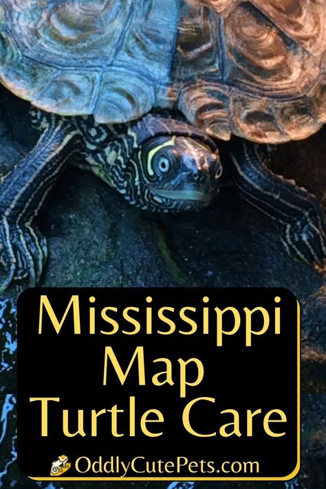 Mississippi Map Turtle Care - Learn how to care for the mississippi map turtle and give it all its care and requirement needs Mississippi Map Turtle, Turtle Enclosure, Turtle Sketch, Turtle Care, Map Turtle, Tortoise Habitat, Turtle Habitat, Aquatic Turtles, Pet Turtle