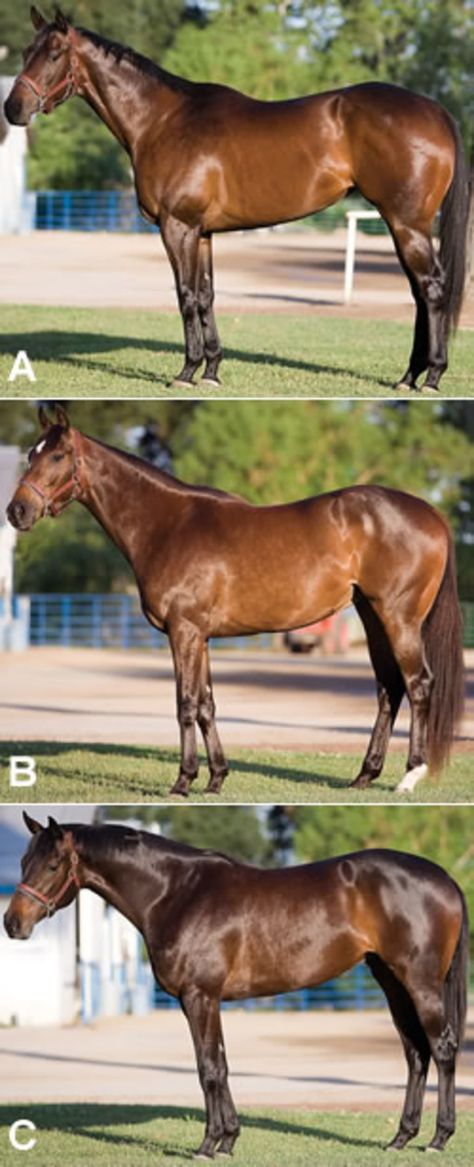 Horse Confirmation, Horse Judging, Horse Conformation, Livestock Judging, Thoroughbred Racehorse, Horse Facts, Horse Info, Horse Anatomy, Pinto Horse