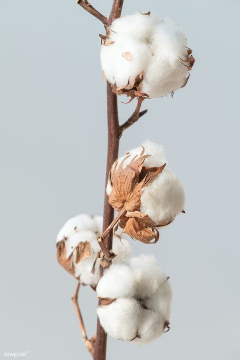 Cotton flower branch on a blue background | premium image by rawpixel.com / Teddy Rawpixel Cotton Branches, Cotton Stems, Cotton Plant, Cotton Flower, Adult Halloween Party, Flower Background Wallpaper, 背景 シンプル, Flower Branch, Dried Lavender