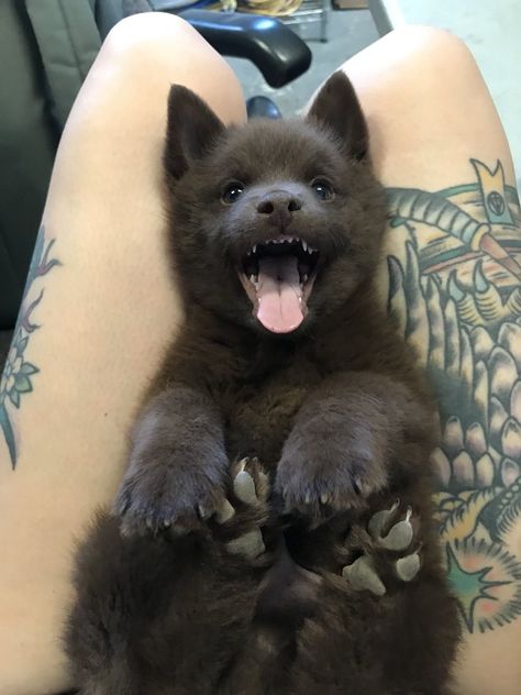 I feel like the answer is no, but is this an actual bear?! Unconfirmed. Baby Wolf, Wolf Pup, Rare Animals, Pretty Animals, Baby Animals Funny, Wolf Dog, Cute Animal Photos, Beautiful Animals, Cute Creatures