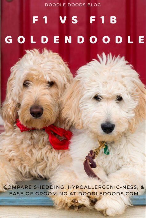 F1b Goldendoodle Haircut, F1b Mini Goldendoodle Full Grown, Golden Doodle Haircut Styles Teddy Bear, Teddy Bear Cut Goldendoodle, Goldendoodle Haircut Styles, Golden Doodle Haircut Styles, Grooming Goldendoodle, Border Doodles, Goldendoodle Training