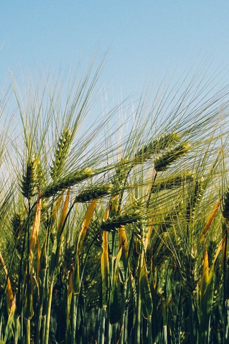 Barley Plant, Wheat Field Photos, Parallax Wallpaper, God Promises, Iphone 6 Plus Wallpaper, Rick Warren, Wallpapers For Mobile Phones, Purpose Driven Life, Most Beautiful Wallpaper