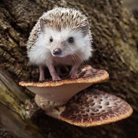 A Hedgehog, Pets 3, Cute Hedgehog, Animal Photos, Woodland Creatures, Hedgehogs, Animal Photo, Wild Life, Forest Animals