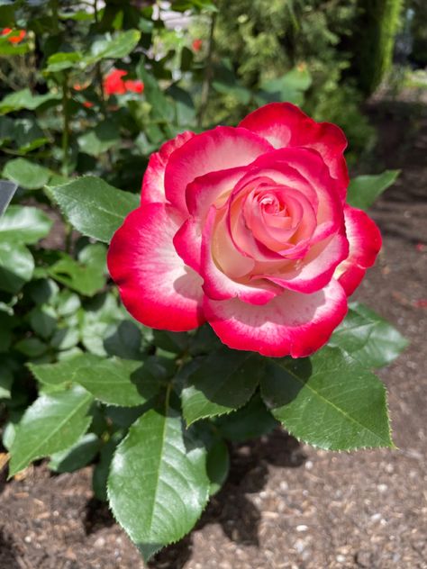 Chateau Ste Michelle Rose Garden Woodinville, WA Cherry Parfait, July 4, Rose Garden, July 4th, Cherry, Roses, Plants, Flowers, Nature