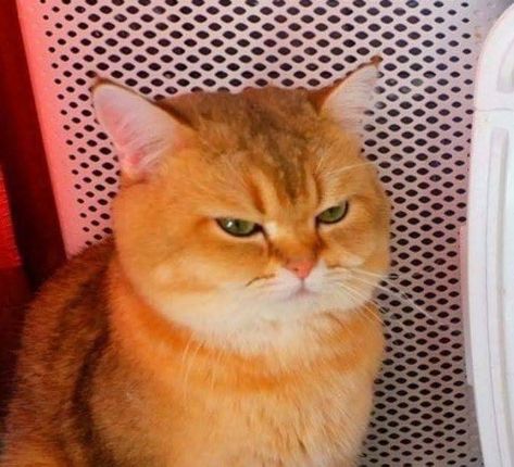 Cat Reaction Pics, Annoyed Face, Annoyed Cat, Cat Reaction, Angry Cat, Reaction Pics, Funny Cat Pictures, Funny Cat Videos, Hello Kitty Wallpaper