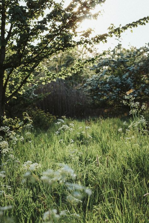 magical spring time Plants