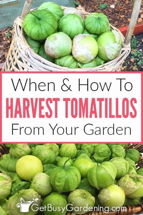 How To Tell When Tomatillos Are Ripe, When To Pick Tomatillos, How To Preserve Tomatillos, When Are Tomatillos Ready To Pick, Harvesting Tomatillos, Gardening Notebook, Growing Tomatillos, Edible Perennials, Tomatillo Plant