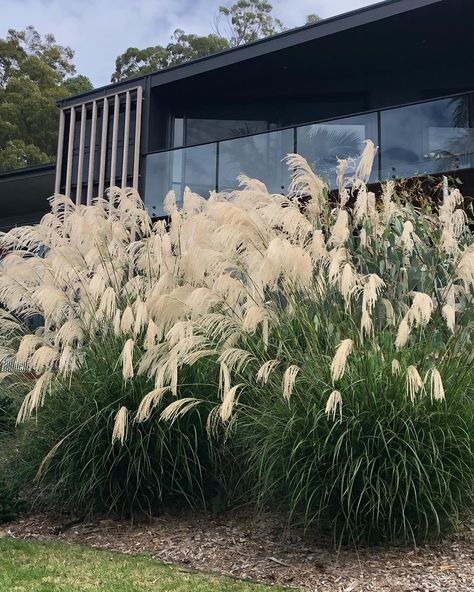 miscanthus transmorrisonensis  (slides) Miscanthus Transmorrisonensis, Tuscan Style Garden, Outside Fountains, Miscanthus Sinensis, Red Maple Tree, Japanese Maples, Herbaceous Border, Grasses Landscaping, Australian Garden