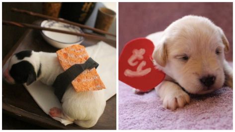 Here Are A Bunch Of Tiny Puppies In Halloween Costumes To Soothe Your Soul Tiny Dog Halloween Costumes, Puppies In Costumes, Baby Puppy Costume, Puppy Halloween Costumes, Puppy Litter, Puppy Costume, Newborn Puppies, Tiny Puppies, Puppy Photos